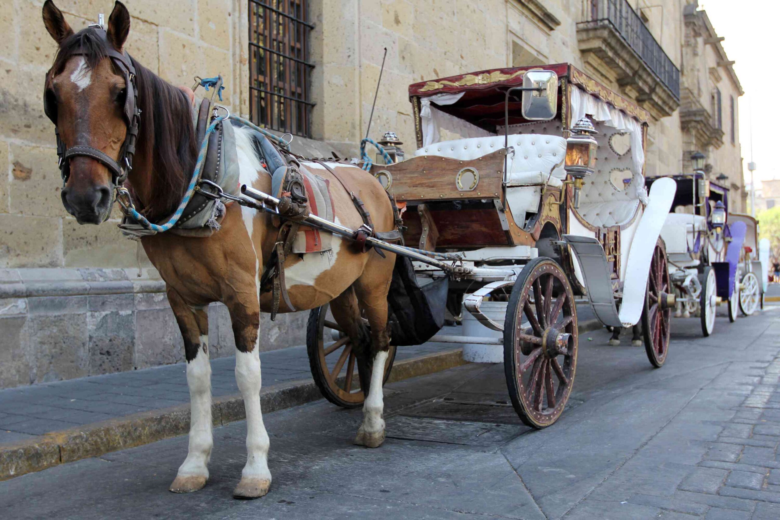 Guadalajara Airport Transfer