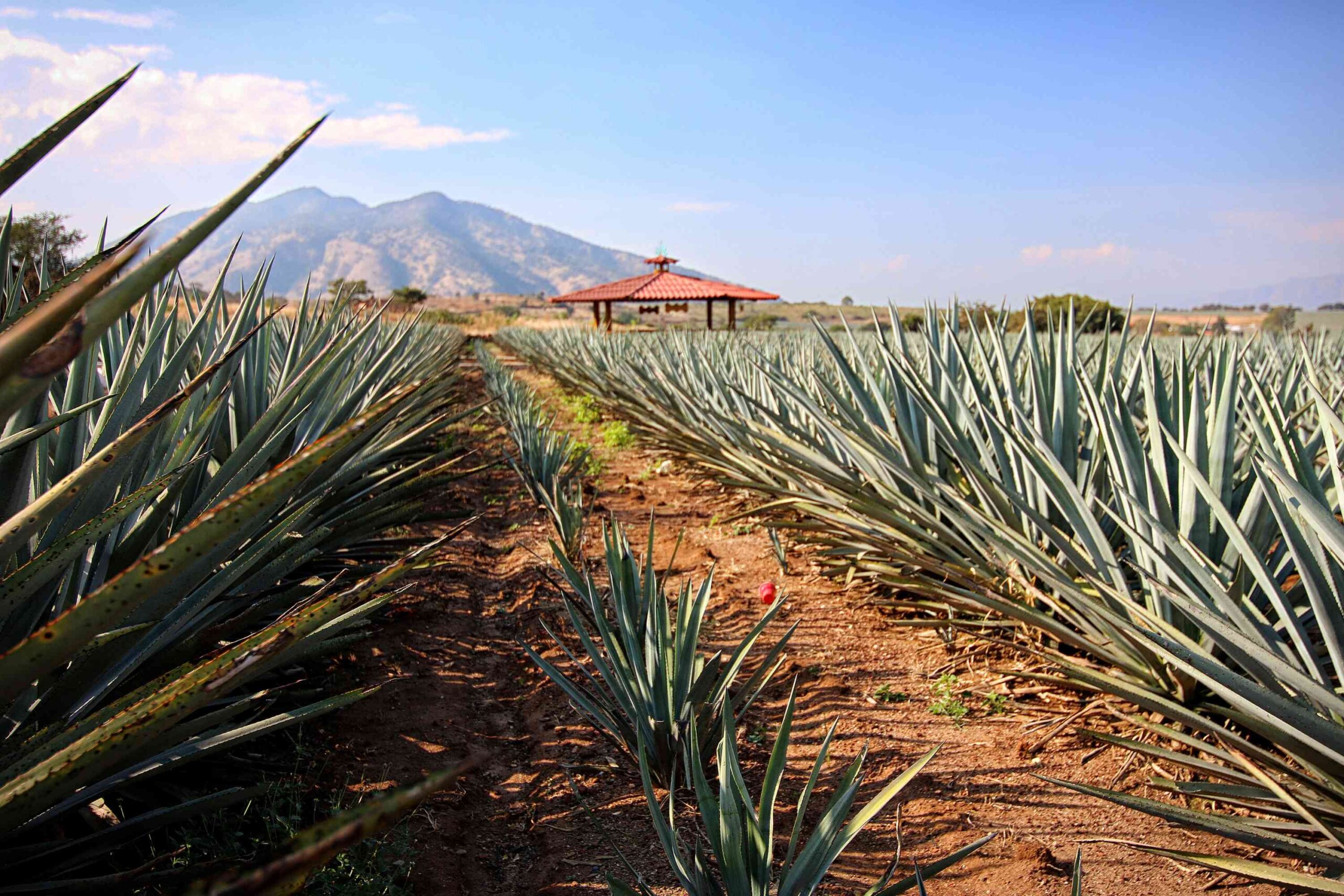 Tequila Town Transfer