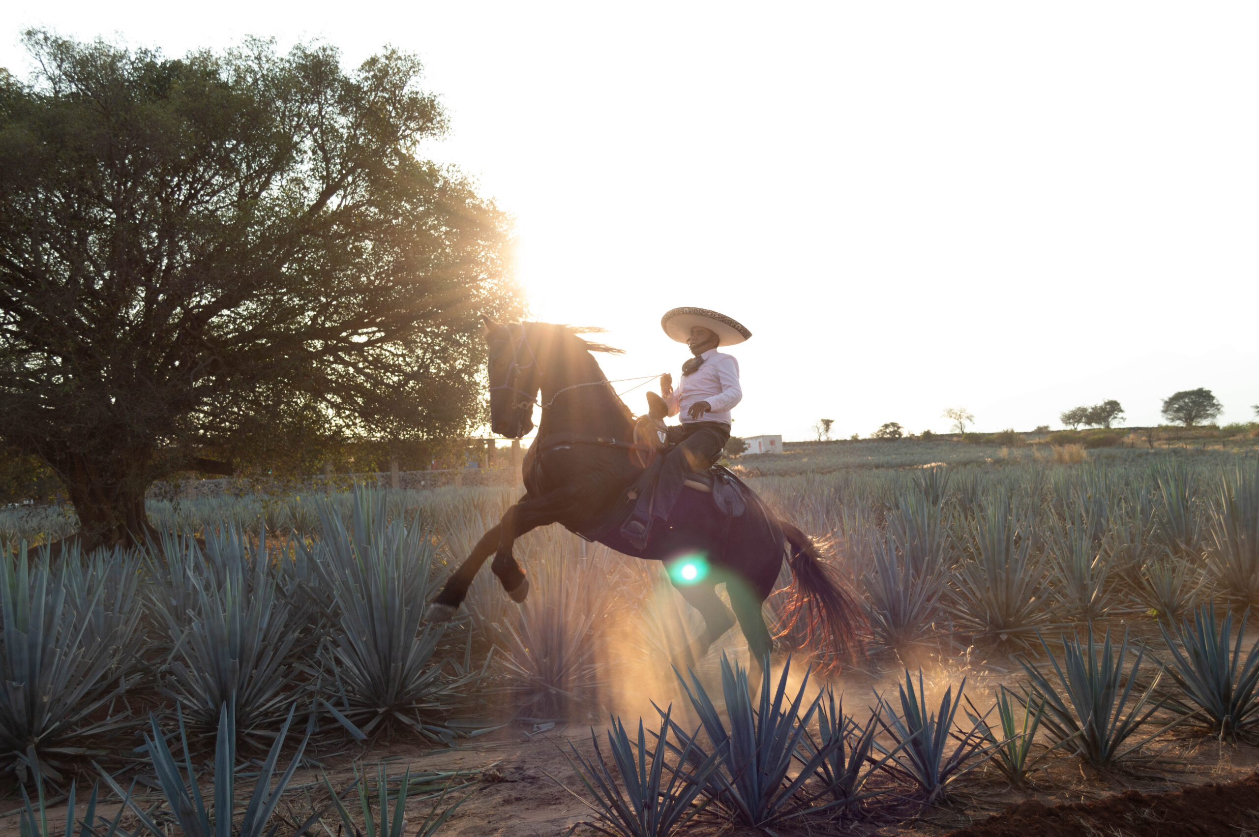 Agave fields horseback riding