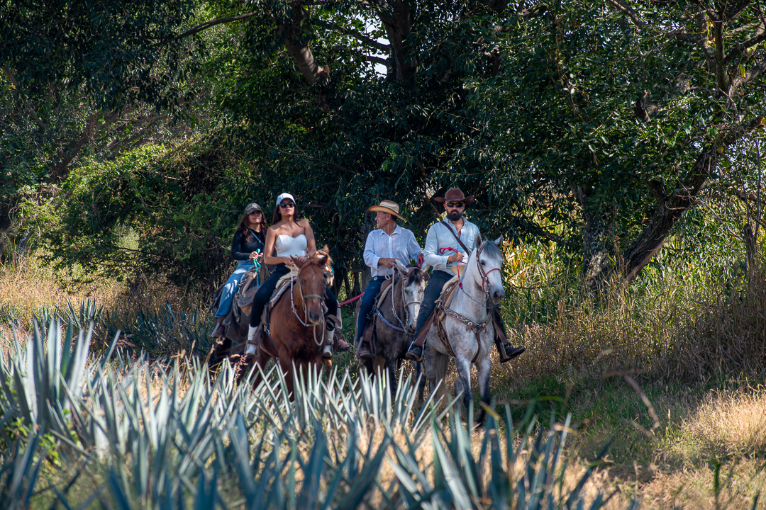 UNESCO agave landscape
