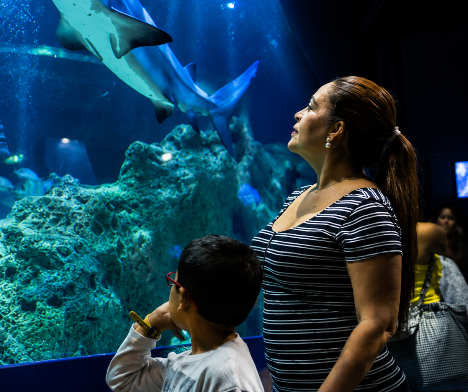 Acuario Michin